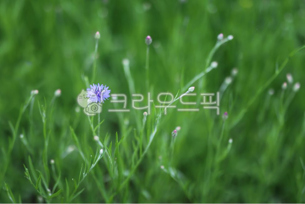 수레국화,국화,꽃,식물,봄꽃,들꽃