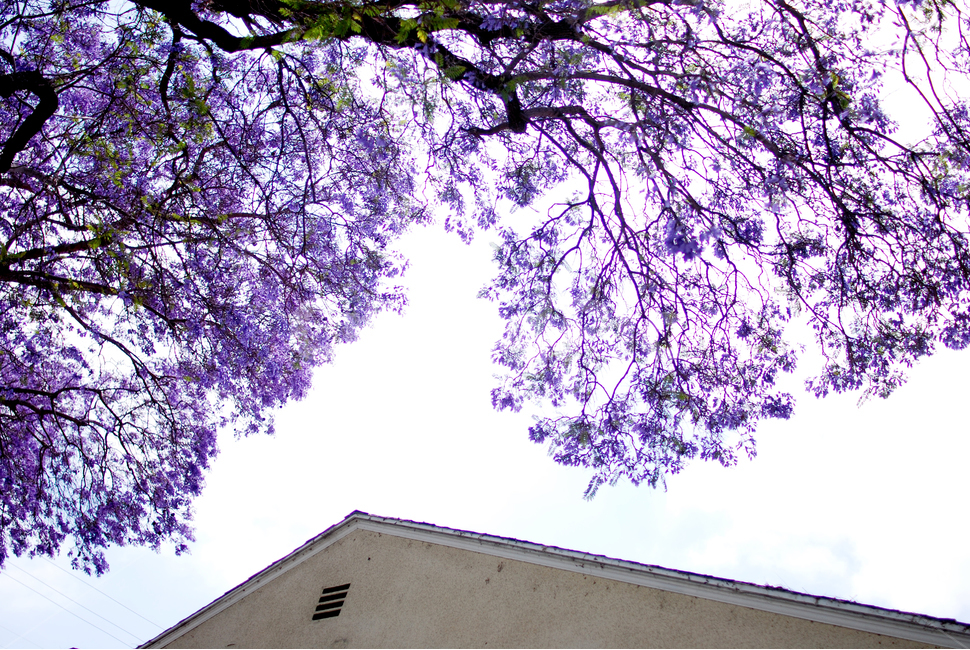 보라색,보라,나무,풍경,자카란다,jacaranda