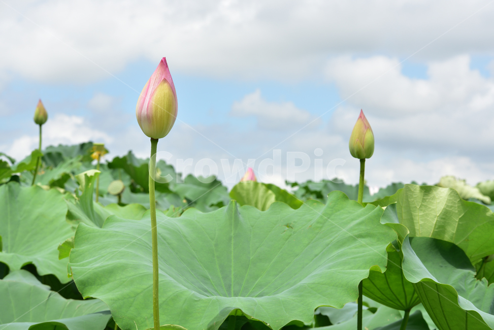 연꽃,연잎,호수,lotus,lotuses,식물,자연,plants,nature,꽃,flower