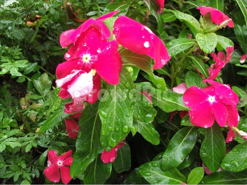 꽃,아름다움,비,물방울,자연,싱그러움,flower,rain,fresh,beautiful,plant,식물,자연,plants,nature,꽃,flower