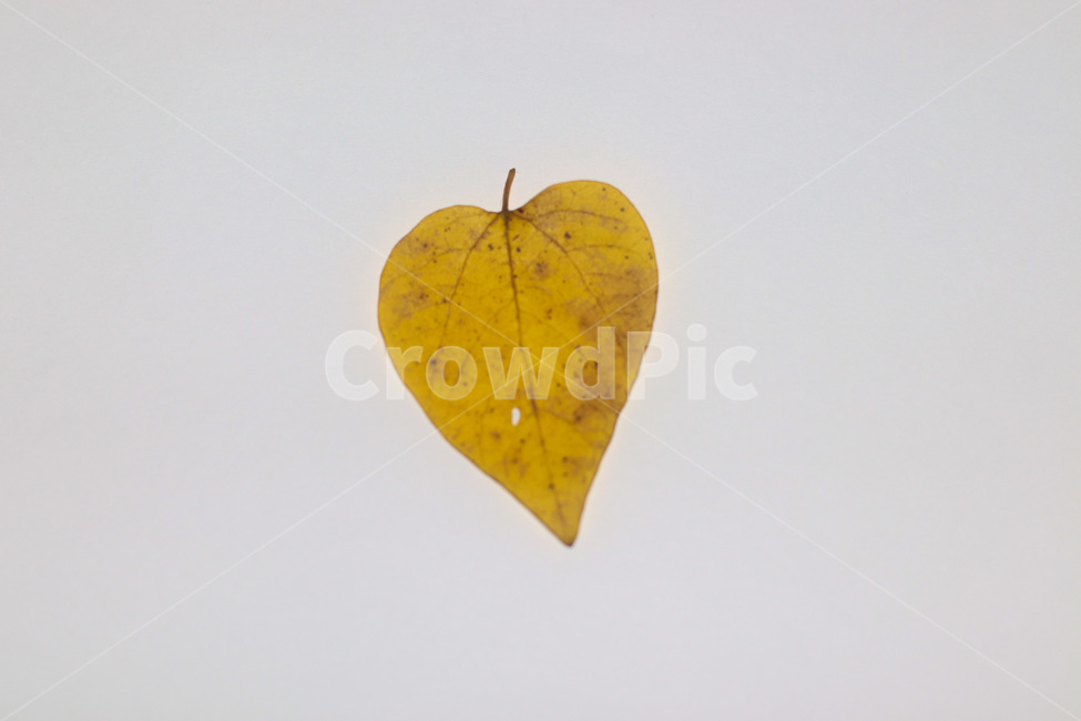 단풍,단풍잎,나뭇잎,가을,잎,낙엽,식물,autumn,leaf,leaves,maple,fall,plant,계절,season,가을,계절,fall,autumn,season