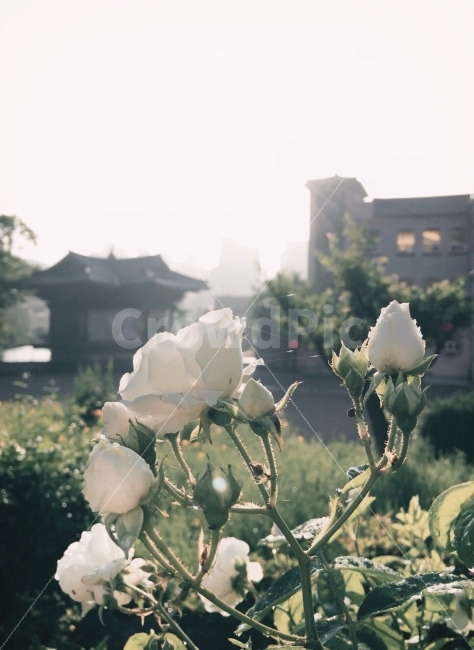 절,사찰,꽃,감성사진,감성,flowers,아침,식물,자연,plants,nature,꽃,flower,감성,sensible,feeling