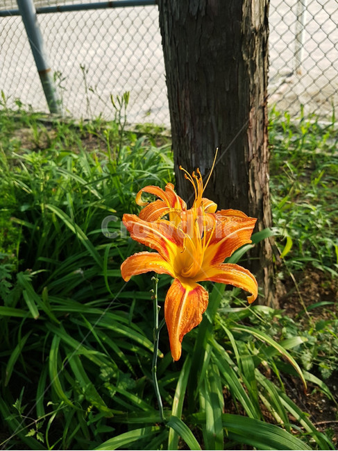 plant,식물,꽃,flower,주황색꽃,식물,자연,plants,nature,꽃,flower