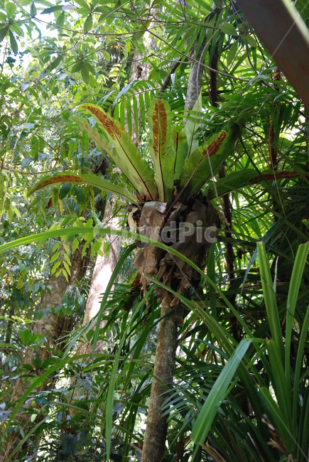 초목,plant,식물,nature,자연,jungle,밀림,나무,tree,rainforest,열대우림,자연,풍경,nature,landscape