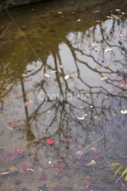 낙엽,반영,단풍,가을,만추,쓸쓸함,가을,계절,fall,autumn,season,puddle,흐리게 하다
