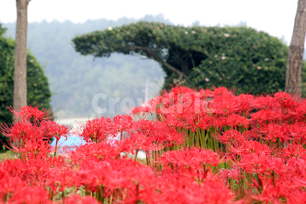 꽃,봄,나무,자연,spring,nature,flower
