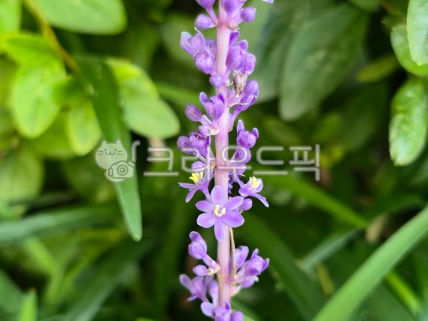 맥문동,한약재,백합과,음생식물,속씨식물,동사이,계전초