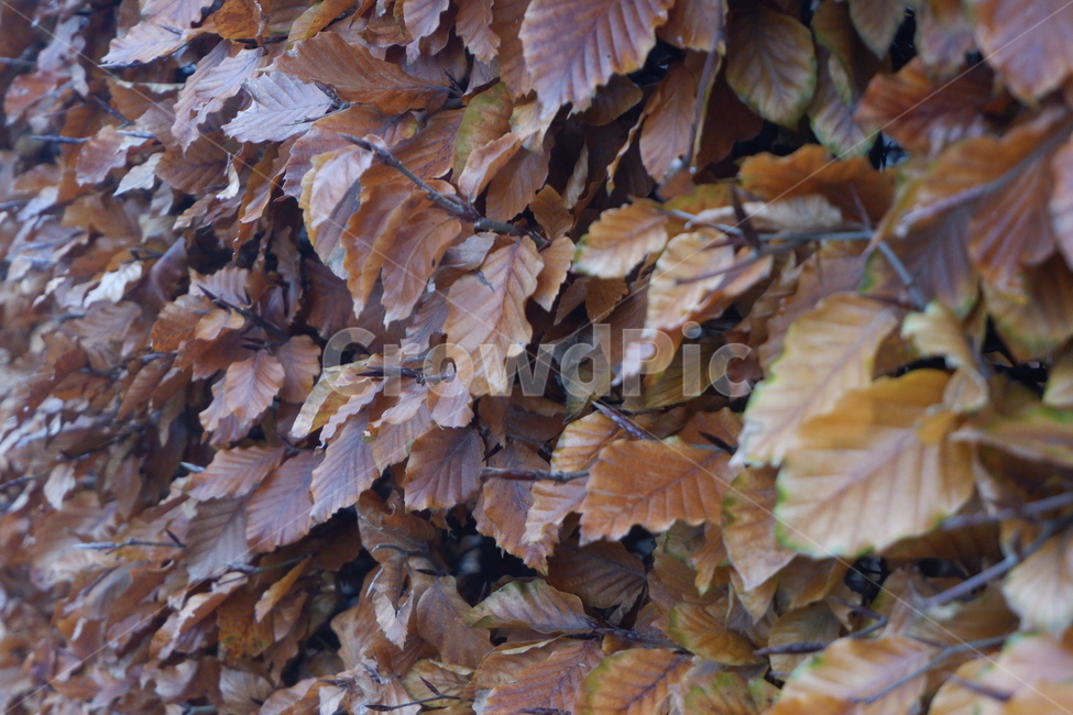 자연,겨울,나무,식물,감성,plant,leaf,잎