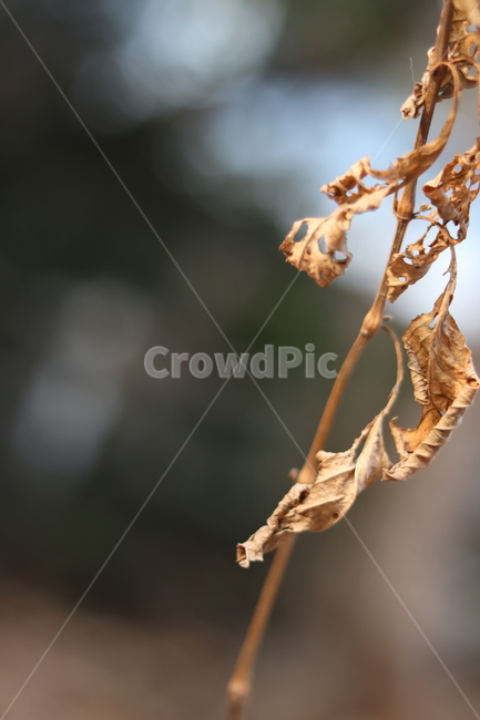 낙엽,leafabscission,가을낙엽,나뭇잎,leaf