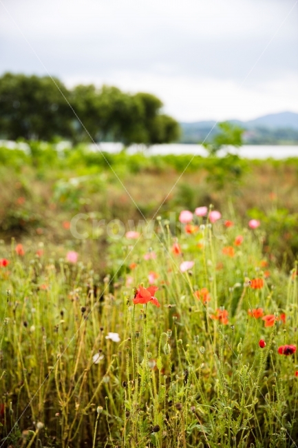물의정원,양귀비,공원,정원,꽃,Flower,park,kmozzartflower,kmozzart,poppy,식물,자연,plants,nature,꽃,flower,감성,sensible,feeling