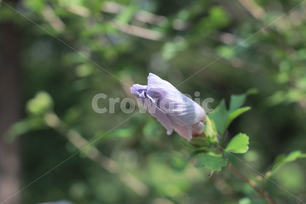 plant,식물,꽃,flower,무궁화,나무,개화전,오므려있는