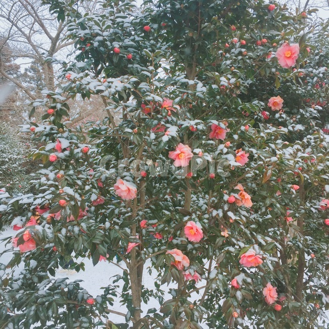 눈,겨울,꽃,동백꽃,동백,나무,동백나무,겨울풍경,감성,분홍,자연,camellia,flower,snow,winter,tree
