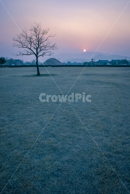 왕릉,나무,저녁노을,해,노을빛,하늘,석양,신비로움,theRoyaltomb,자연,풍경,nature,landscape,한국자연풍경,한국자연경관,korea nature landscape,한국전통,한국문화,korean traditional,korean culture,랜드마크,landmark,tourist attraction,한국랜드마크,한국관광지,한국명소,korea landmark,korea tourist attraction,색깔,색상,색채,색감,color sense,color sensitivity,feeling of color,tree,plant,식물