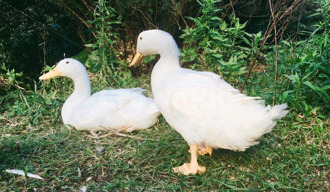 오리,duck,동물,animal,생명,동물,animal,조류,새,birds