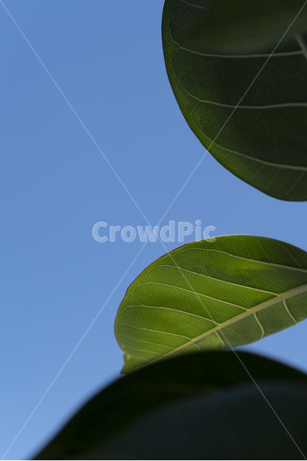 하늘,잎,파랑,파란,깨끗한,맑은,줄기,식물,초록,leaf,곡선,curve,식물,자연,plants,nature