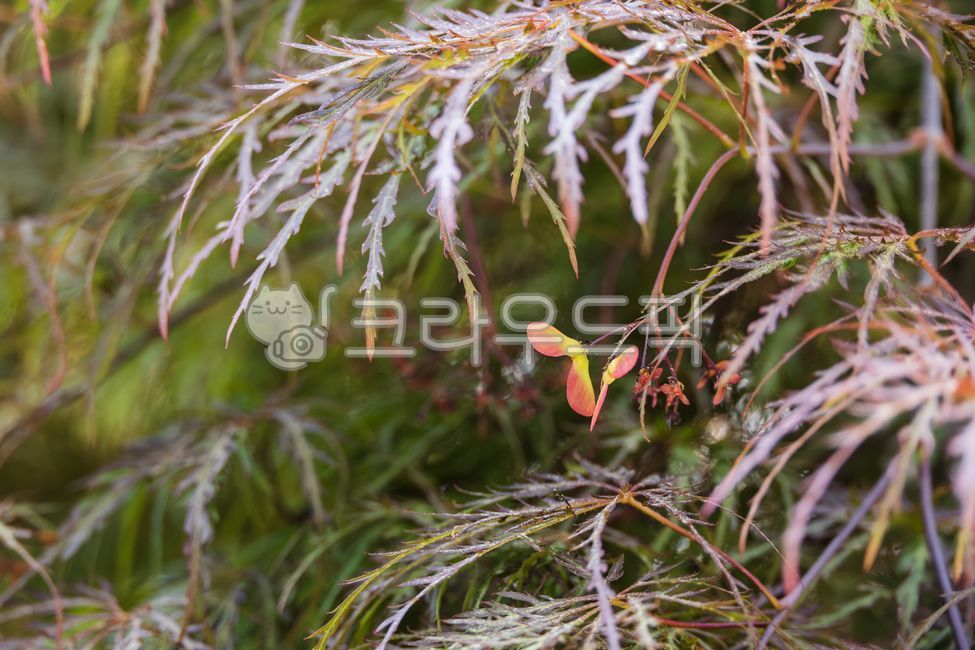 fruit,crimsonqueen,spring,red,Maple leaf,Maple tree,gardentree,Maple,japanesemaple,acerpalmatum,garden tree,Fruit,nature,tree,leaf,peacock maple,Red,outdoor,mapletree,three rows of maple leaves,plant