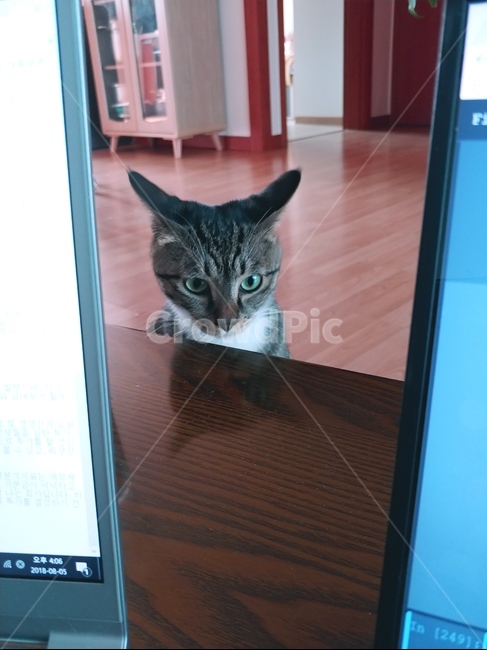 고양이,가제트귀,호기심,궁금,코숏,길고양이