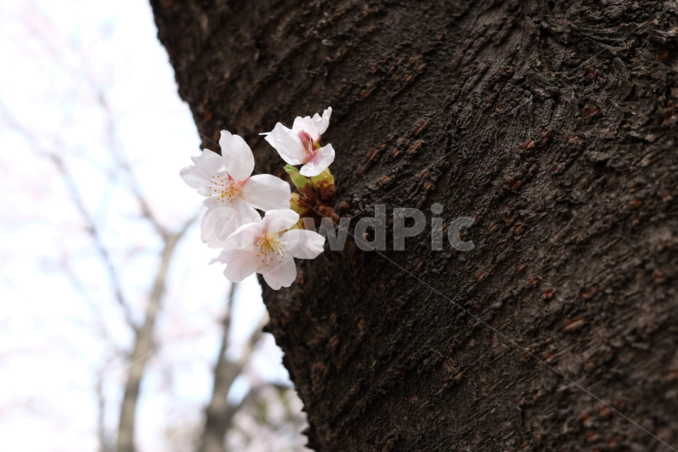 벚꽃,봄,꽃,나무,자연,풍경,봄,계절,spring,season,식물,자연,plants,nature,꽃,flower,plant