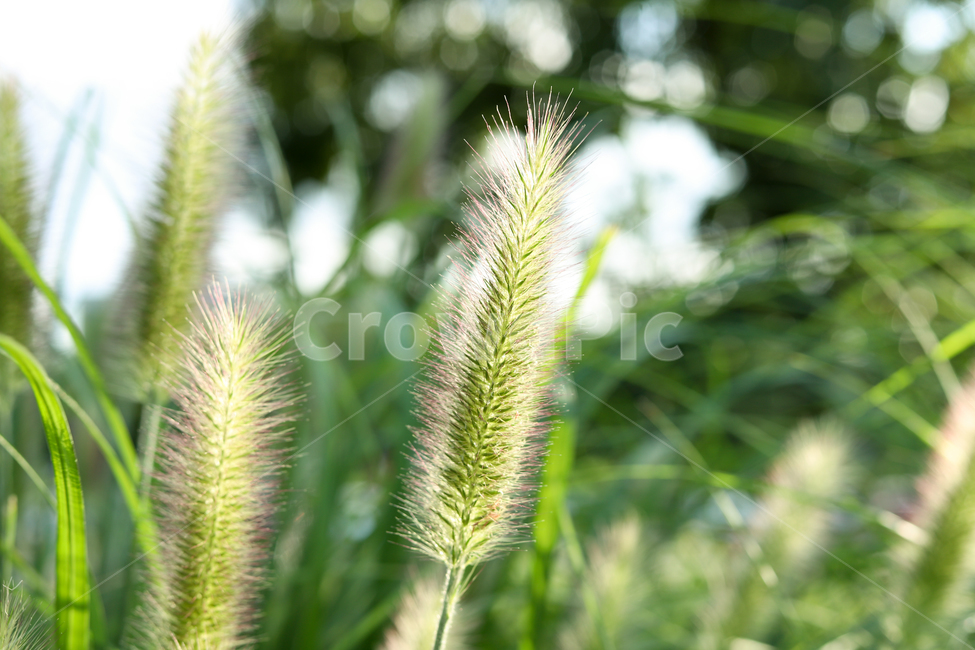 수크령,가을,식물,nature,green,자연,plant,풀,풀잎,식물,자연,plants,nature
