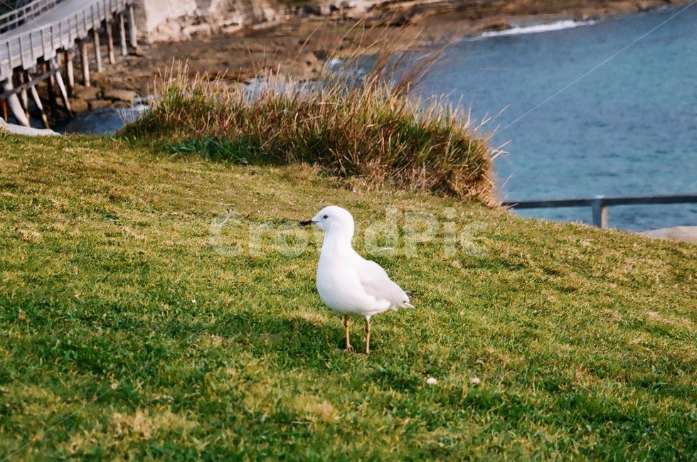 새,자연,동물,잔디,필름사진,필름,갈매기,하얀,초록,bird,seagull,white,filmphotography