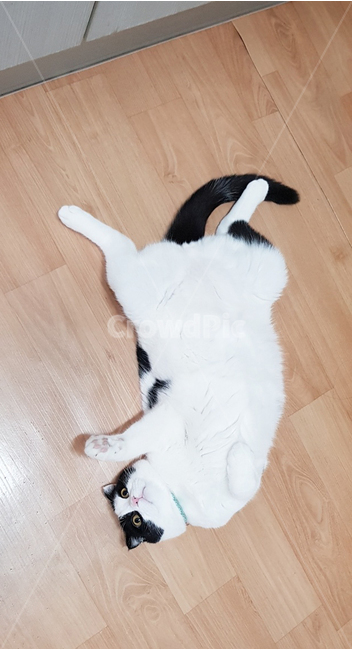 고양이,방바닥,cat,발라당,pet,애완동물,wood,바닥