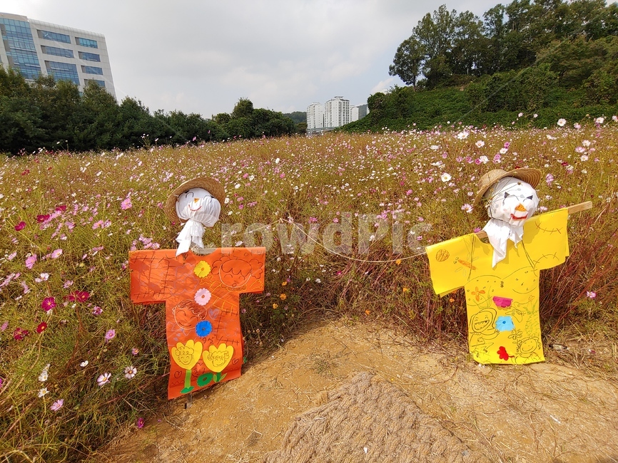 허수아비,가을,도심풍경,코스모스,scarecrow,식물,fall,autumn