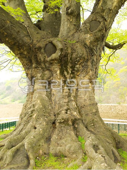 spring,tree trunk,zelkova tree,protected tree,plant,tree,Old giant tree