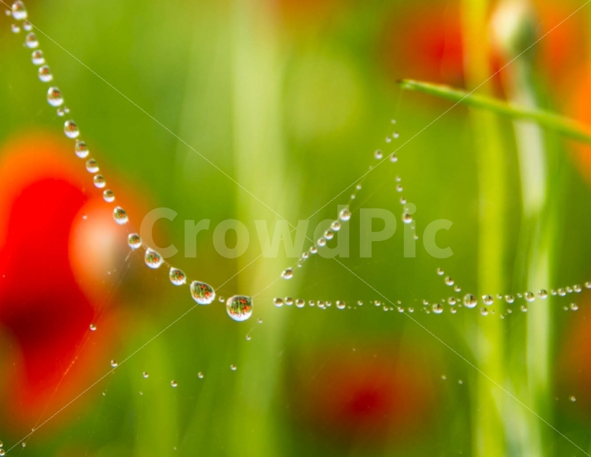 풍경,물방울,거미줄,자연풍경,자연,비,감성사진,감성,사진,photo,꽃,식물,flower,비,비오는날,rain,rainy,색깔,색상,색채,색감,color sense,color sensitivity,feeling of color