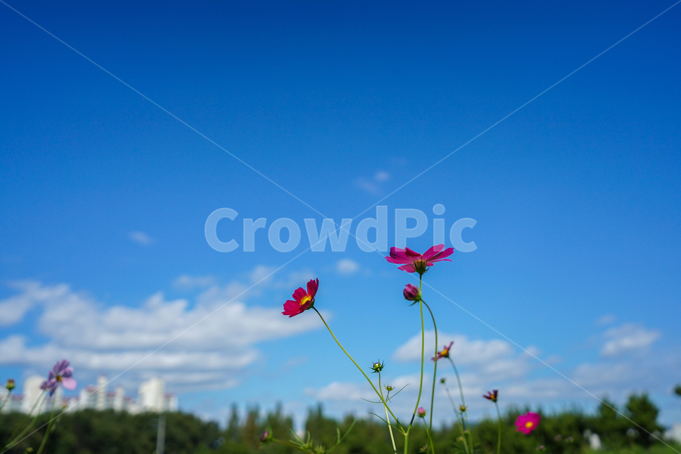 꽃,야생화,코스모스,가을,식물,자연,가을,계절,fall,autumn,season,식물,자연,plants,nature,꽃,flower,outdoors,옥외,grassland,목초지,field,들