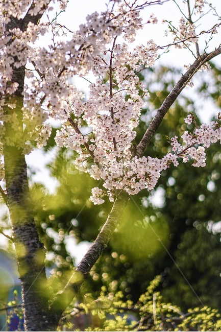 식물,꽃,벚꽃,봄,flower