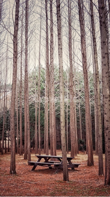 나무,풍경,자연,메타세콰이아,자작나무,가을,낙엽,가을,계절,fall,autumn,season,자연,풍경,nature,landscape,tree,plant,식물,furniture,가구,bench,벤치