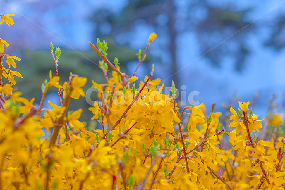 개나리,꽃,개나리꽃,봄,spring,봄,계절,spring,season,식물,자연,plants,nature,꽃,flower,plant