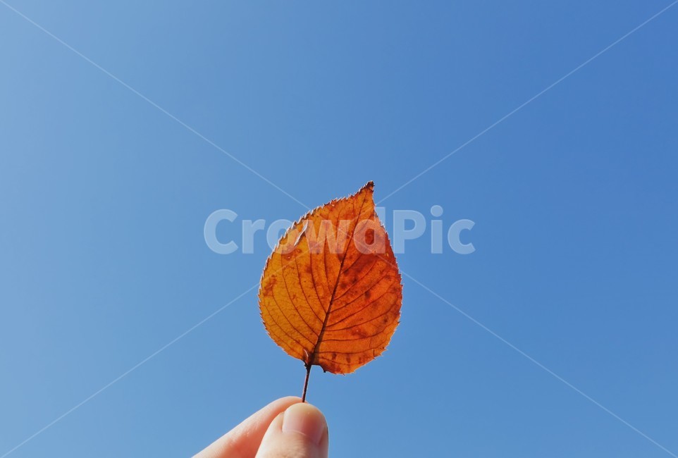 하늘,단풍,단풍잎,잎사귀,가을,fallfoliage,autumncolors,autumn,fall,sky,자연,leaf,가을,계절,fall,autumn,season,plant,식물,잎,veins,정맥