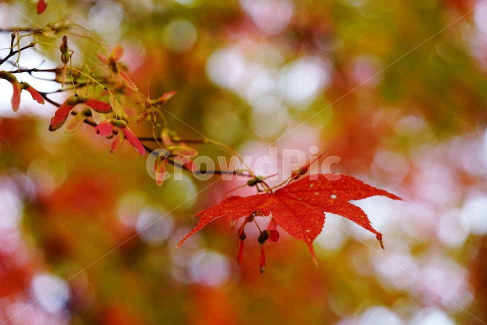 단풍잎,단풍나무,단풍,가을단풍,가을,가을,계절,fall,autumn,season,식물,자연,plants,nature
