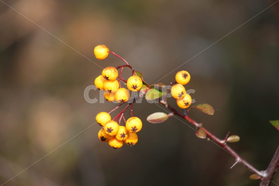 가을,열매,종자,식물,seed,파라칸타,파라칸사스,pyracantha,식물,자연,plants,nature,과일,열매,fruit