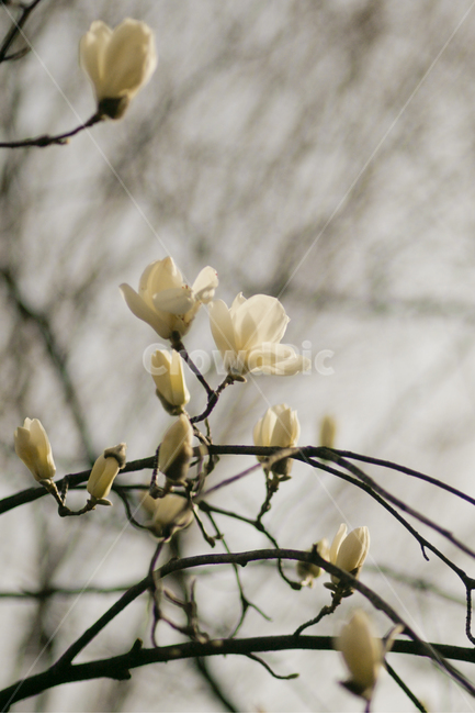 자연,봄,꽃,식물,목련,white,flower,봄,계절,spring,season,식물,자연,plants,nature,꽃,flower,plant,pottery,도기류,ikebana,이케 바나,vase,병 장식,jar,항아리,art,미술,ornament,장식,flower arrangement,꽃꽂이,blossom