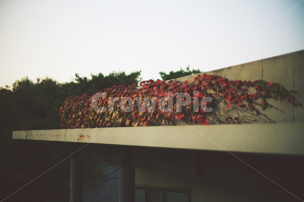 plant,식물,가을,autumn,낙옆,잎,fall,leaf,leaves,red,자연,nature