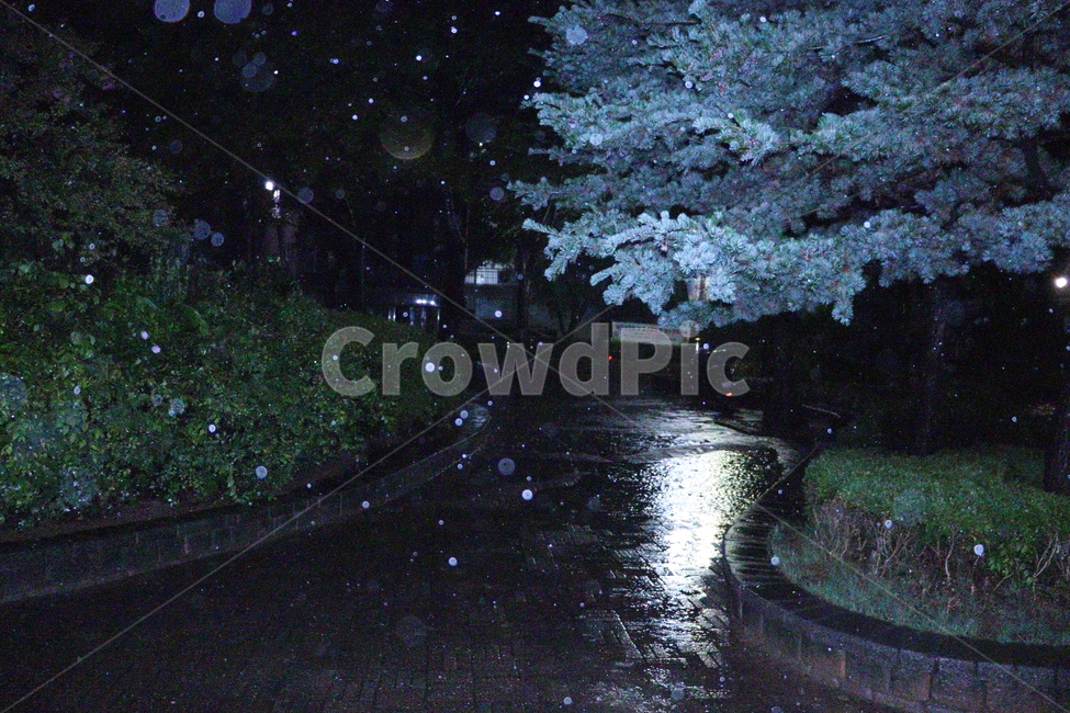공원,비,비와공원,밤,나무,새벽,새벽비,rain,night,tree,비,비오는날,rain,rainy