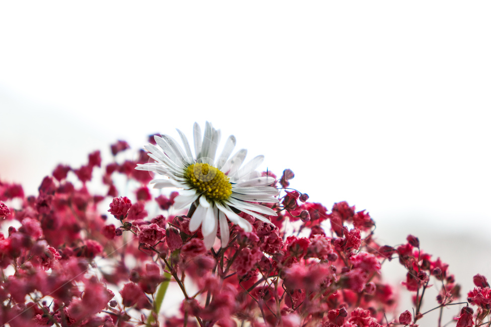 plant,데이지,flower,꽃,안개꽃,식물,자연,plants,nature,꽃,flower