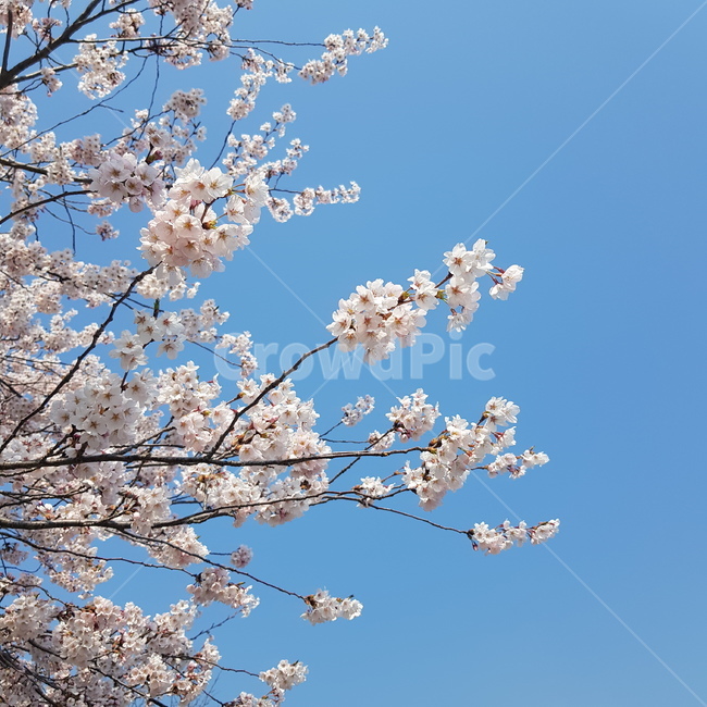 벚꽃,봄,식물,꽃,풍경,계절,spring