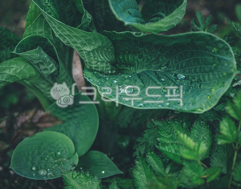 꽃,꽃물방울,잎물방울,물방울,잎,식물,작은물방울,식물,자연,plants,nature