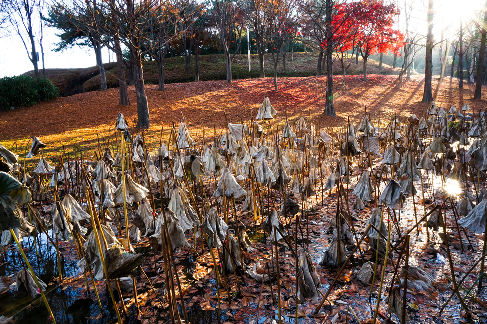 나무,공원,가을,단풍,낙엽,빛,햇살,자연,풍경,가을,계절,fall,autumn,season,자연,풍경,nature,landscape,plant,식물,leaf,잎