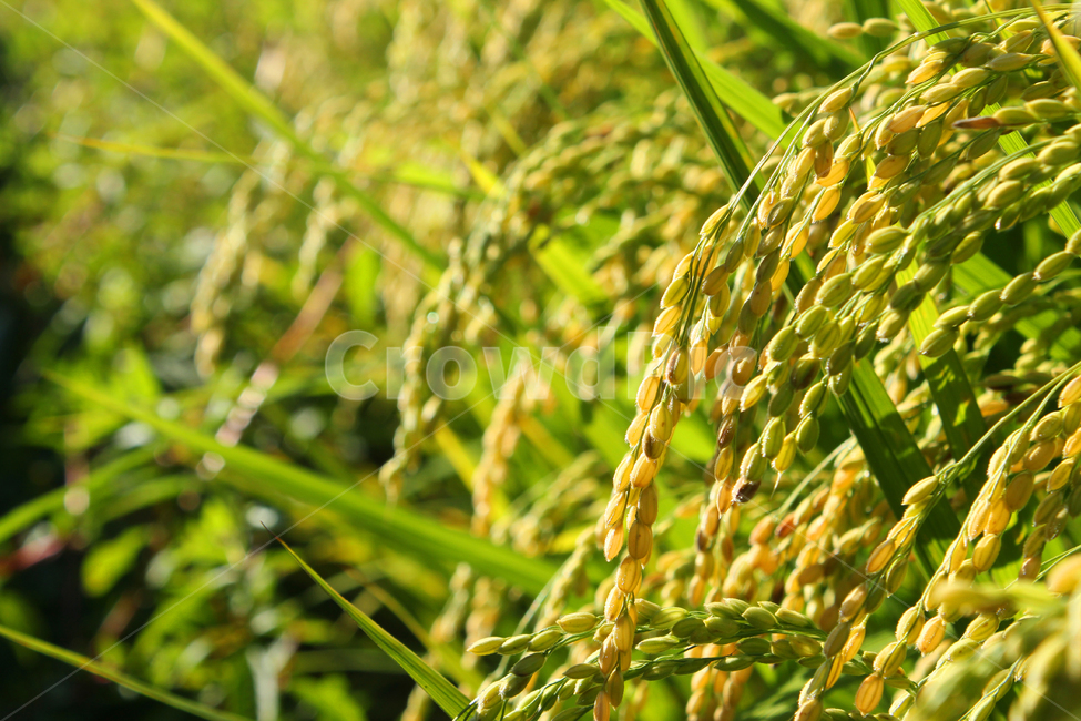 autumn,cereal,closeup,countryside,earofpaddy,fall,farm,field,food,green,harvest,macro,nature,paddy,planeicon,plant,rice,seed,yellow,논,논농사,쌀,쌀농사,쌀알,클로즈업,가을,농사,농촌,식물,자연,녹색,그린,노란색,쌀알갱이,농산물,곡류,곡식,cereals,산업,industry,industrial,농업,농사,agriculture,farming,farming industry