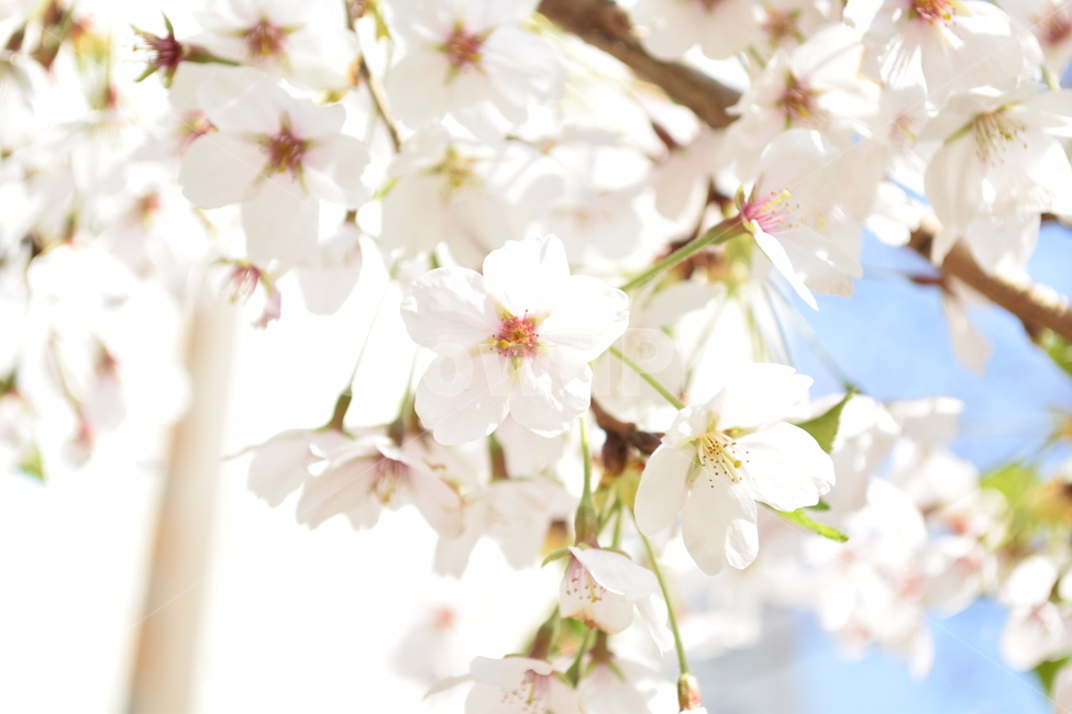 행복,설렘,화창한오후,우유밫,꽃잎,봄,계절,spring,season,plant,식물,blossom,꽃,flower