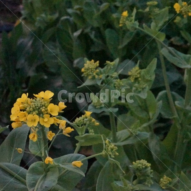 들꽃,꽃,노란색,녹색,자연,flower,green,yellow,nature,봄,spring,wildflower