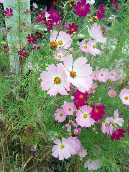 코스모스,들풀,commoncosmos,cosmosbipinnatus,가을꽃,시골들꽃,시골길