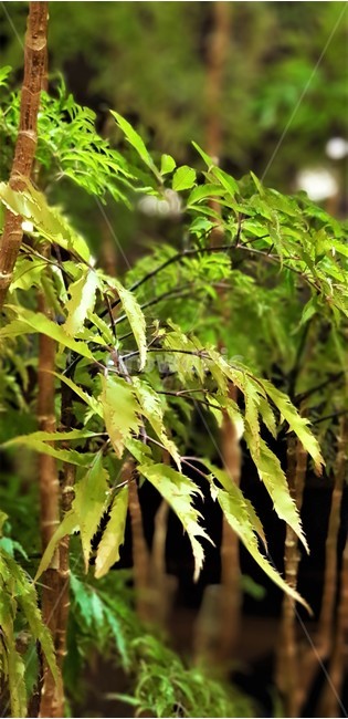 자연,식물,나무,빛,초록,어둠,불빛,nature,green,식물,자연,plants,nature