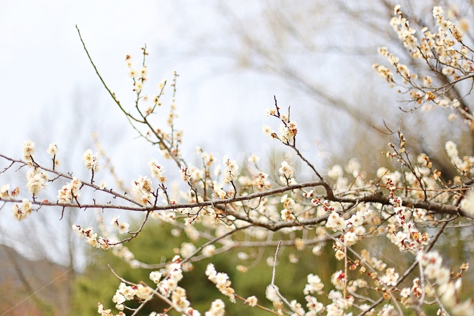 최참판댁,매화,매화꽃,꽃,flower,매화나무,봄,계절,spring,season,식물,자연,plants,nature,꽃,flower,plant