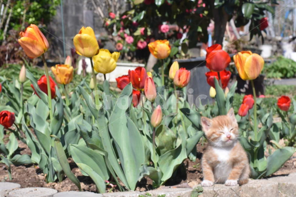 동물,고양이,cat,pet,animal,꽃,flower