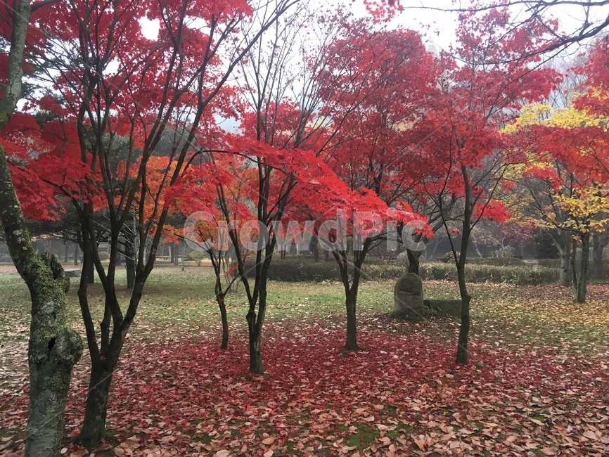 단풍나무,숲,가을,고즈넉한,잎,겨울,계절,winter,season